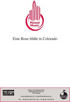 Eine Rose blüht in Colorado 