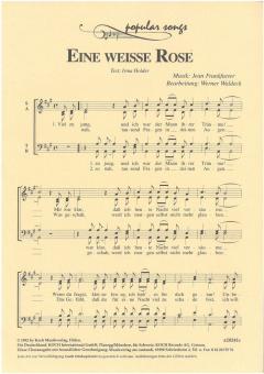 Eine weiße Rose 