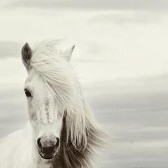 Mi Caballo Blanco (My White Horse) von Chilean Folksong (Download) 