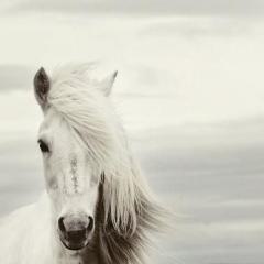 Mi Caballo Blanco (My White Horse) von Chilean Folksong (Download) 