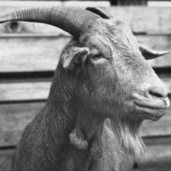 Paddy McGintys Goat von B Lee (Download) 