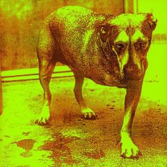 Sludge Factory von Alice In Chains (Download) 