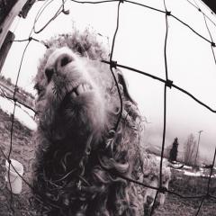 Leash von Pearl Jam (Download) 